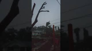 10-9-24 Hurricane Milton at 7 PM.     What IS that bird doing in the tree???