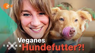 Hunde vegan ernähren: Ist das Tierquälerei?