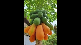 Health benefits of papaya