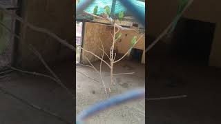 Parrots | Talking Parrots | Parrots Voice | Parrot Calling Sound  Mian Mitho #parrot