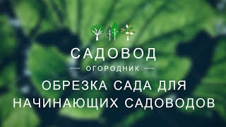 Обрезка сада для начинающих садоводов