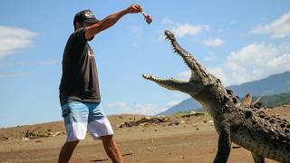 THE STRONGEST JAW IN THE WORLD - DO CROCODILES GROW TEETH ALL THE TIME?