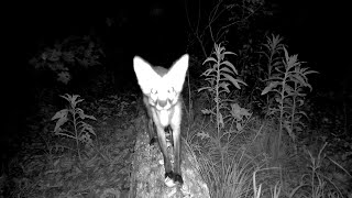 🦊Do They Know That We Are Gone? Hidden Camera Chronicles Week-Long Animal Visits to Their Log!