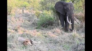 An elephant respect a lion dead in fight | kruger