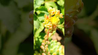 Blooming time of my succulent plant#flowers in succulent#flowers#yt shorts#succulent#shorts