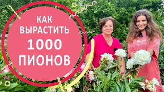 Пионы. Секреты выращивания и ухода от Любови Аристарховой в Пионовом раю