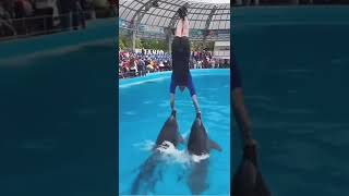 how is the man balancing with the dolphin Balancing On DolphinIn Water#balancing#dolphin#viral#water