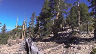 San Gorgonio - Vivian Creek Trail 8-11-2013