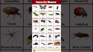 Insects Name #shorts