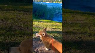 My Corgi: Sunny Day By the Lake 🦊🌊☀️🌾💚