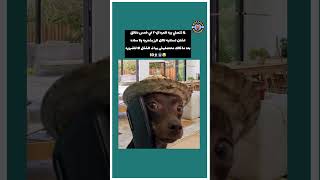 رز بشعريه بقى ولا ساده 😂