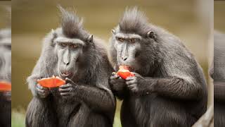 Crested Black Macaque: Guardians of Indonesian Rainforests