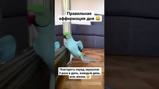 🤡 #tiktok #short  Аффирмация дня #шортс