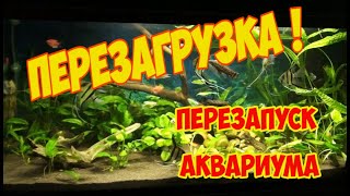 Перезапуск аквариума на 220 литров. Смена грунта. Редизайн | Restarting the aquarium for 220 liters