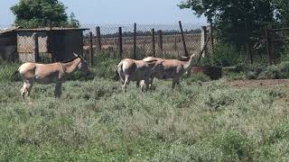 Кулан туркменський (Equus hemionus kulan)