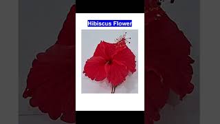 Different Parts of Flower#Hibiscus Flower Dissection#plant reproductive part#flowers#botany#biology