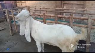 most popular in the world gulabi goat