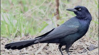 Sounds of the Texas boat tailed grackle 🐦