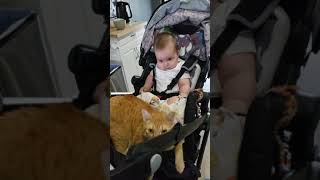 Cat jumped on the baby stroller 😲😂 #shorts #catandbaby