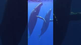 Swimming with humpback whales in Moorea. Definitely something to add to your #bucketlist