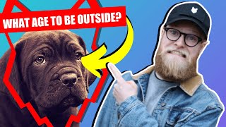 WHEN CAN MY CANE CORSO PUPPY GO OUTSIDE OR IN THE GARDEN?