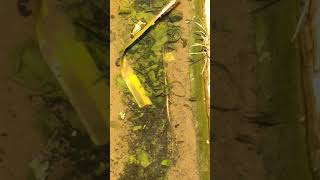 Pond Fish feeding | Pond fish framing |  Catla fish