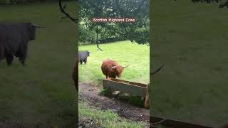 Admiring the majestic Scottish Highland cows in their natural habitat. #HighlandCows #ScotlandBeauty