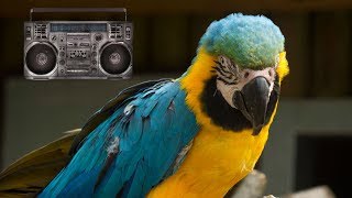 Parrots Dancing Compilation - Funny Musical