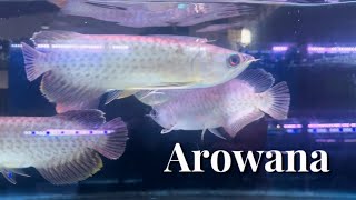 Arowana fish 🐠