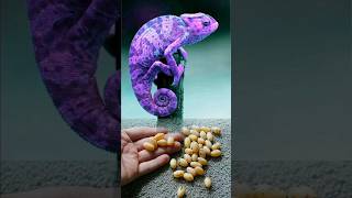 😱chameleon eggs 🦎| #shorts #chameleon #egg