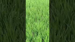 paddy field #ytshorts #paddy #forming