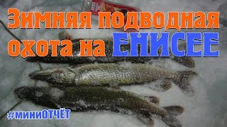 Зимняя подводная охота на Енисее. Декабрь, 2015 (миниотчёт)