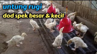 untung rugi dod spek kecil & besar || bebek pedaging