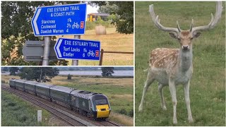 EXE ESTUARY: Trains at speed, deer roaming and quaint church