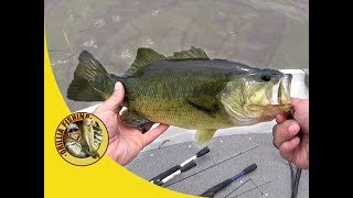 Spinnerbait Bass in the grass - Crap day Bass Fishing at Canal Lake ontario (No Clickbait LOL)