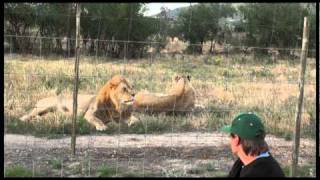 Animal Communication Training with Lions in South Africa