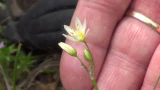 Rocky Woods & Seepy Meadows: False Garlic