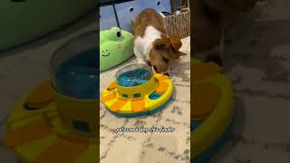 "Revolutionize Your Dog's Mealtime with Our Slow Dog Feeder"#SlowDogFeeder#RevolutionizeMealtime