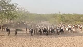 A Day in the Life | Village Goats on a Forest Feast