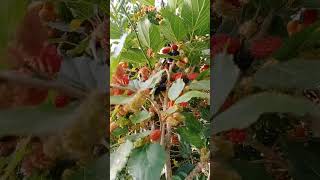 mulberries from my moms garden #mulberries #subscribetomychannel