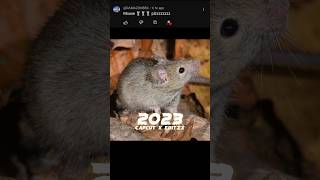 2023 Mouse 🐭 🐭 vs 5000 bce Mouse 🐁 🐁#viral #shorts