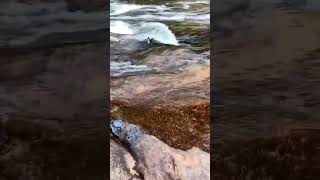 #butterfly #butterflies #falls #river #youtubeshorts #shortsvideo #shortsfeed #shortsviral #travel