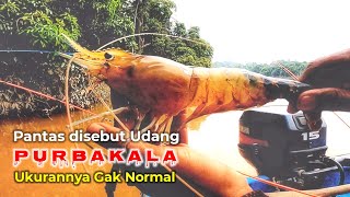 JORAN BISA AMBRUK DI HAJAR SI CAPIT BUNTUNG - MANCING UDANG GALAH TERBARU