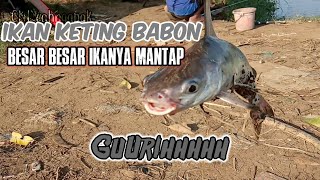 MANCING IKAN KETING BABON