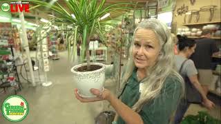 How to pick, plant and care for a houseplant from start to finish with Kathy at Green Thumb Nursery