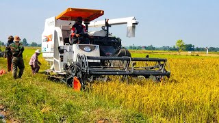 Combine Harvester Kubota DC105x Plus Working In Rice Field | Rice Farming Machinery Technologies