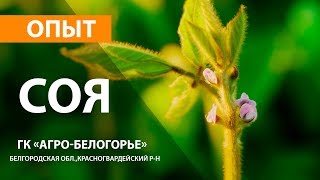 Минеральное и листовое питание сои. Опыт применение препаратов PolyDon - соя. ГК «Агро-Белогорье»