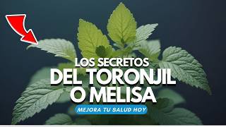 Descubre el SECRETO del TORONJIL o MELISA 🌿 La Planta que Transformará tu Salud