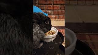 bunny eats a snack & chills