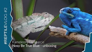 Unboxing Nosy Be True Blue Kameleon Lamparci